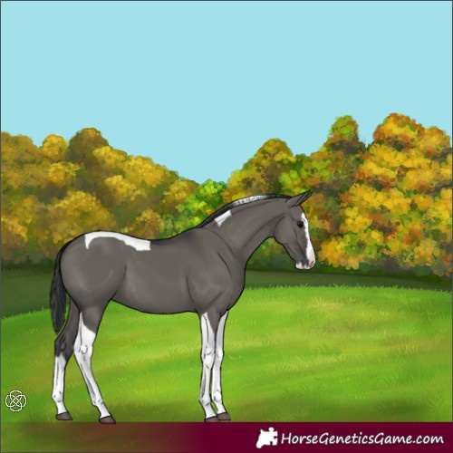 Horse Color:Grullo Splash Tobiano