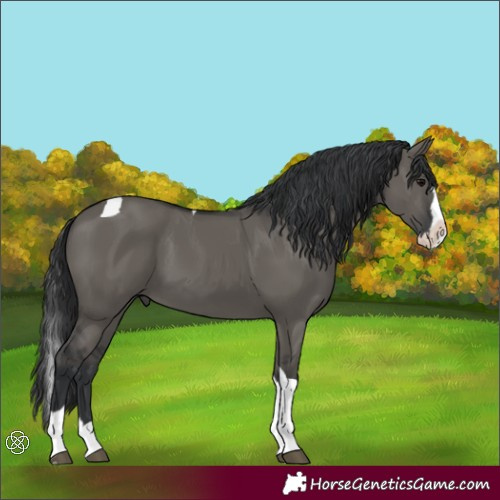Horse Color:Grullo Splash Tobiano 