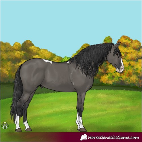 Horse Color:Grullo Splash Tobiano