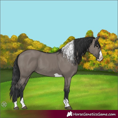 Horse Color:Grullo Splash Tobiano