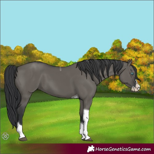 Horse Color:Grullo Splash Tobiano 