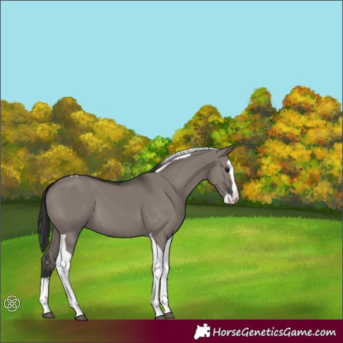 Horse Color:Grullo Splash Tobiano 