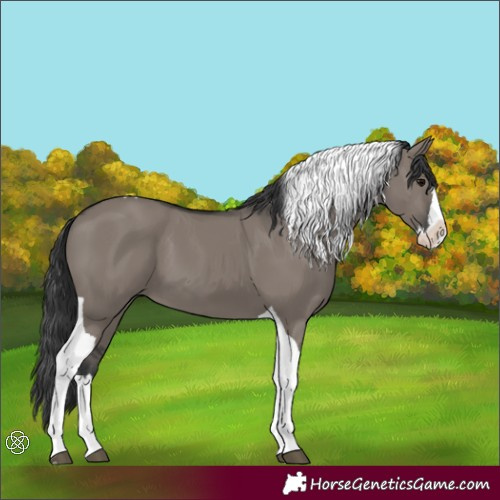 Horse Color:Grullo Splash Tobiano