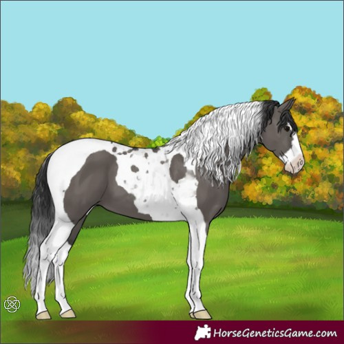 Horse Color:Grullo Splash Tobiano 