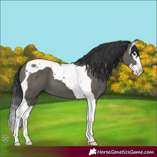 Horse Color:Grullo Splash Tobiano