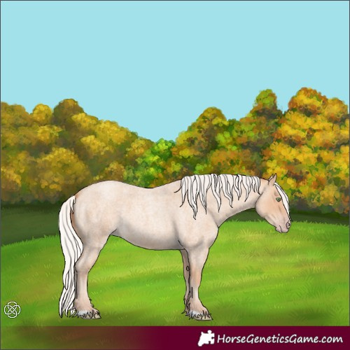 Horse Color:Silver Amber Champagne Roan 