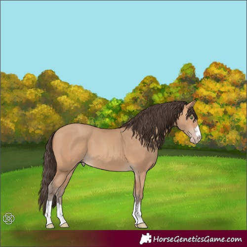 Horse Color:Amber Champagne
