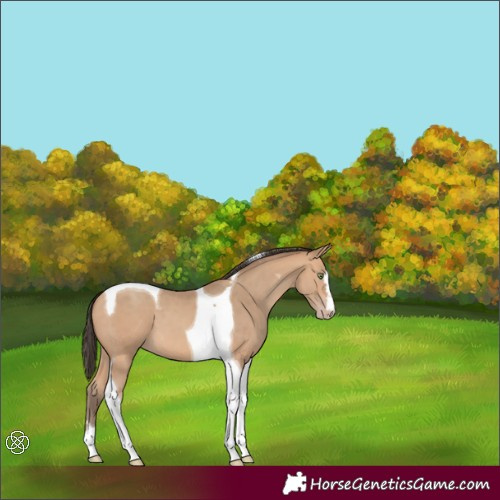 Horse Color:Amber Champagne Tobiano