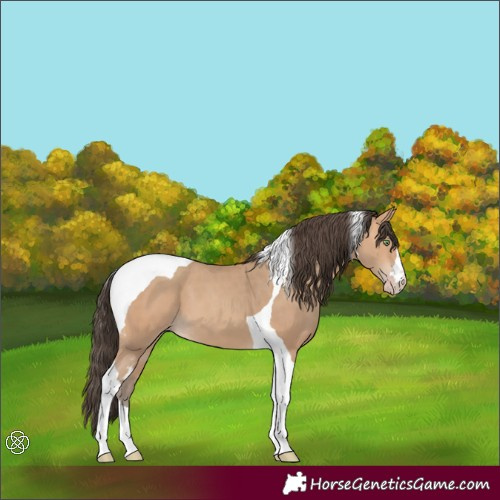 Horse Color:Amber Champagne Tobiano