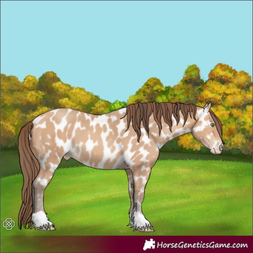 Horse Color:Amber Champagne Appaloosa 