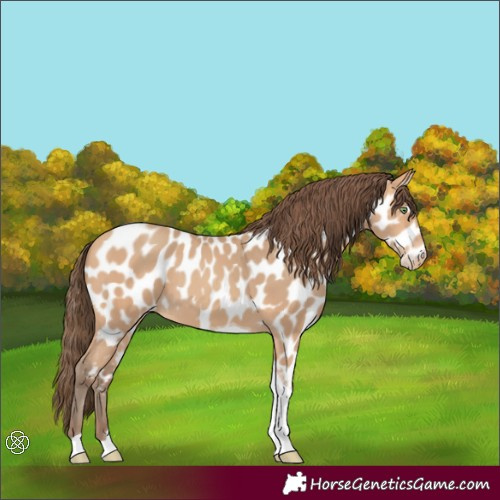 Horse Color:Amber Champagne Tobiano Appaloosa