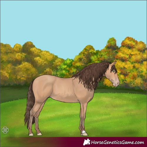 Horse Color:Amber Champagne 