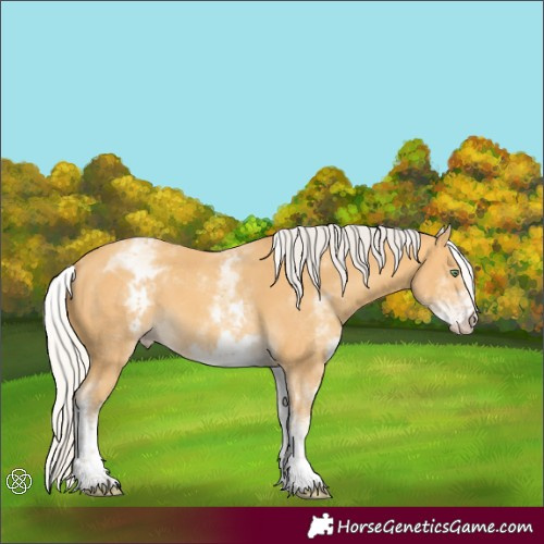 Horse Color:White Spotted Silver Amber Cream Champagne Tobiano 