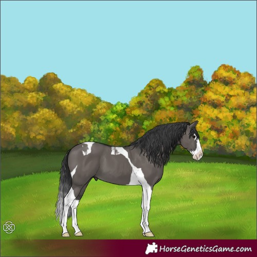 Horse Color:Grullo Splash Tobiano