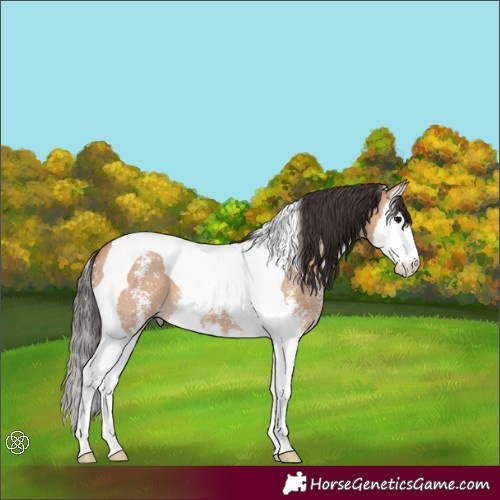 Horse Color:Bay Dun Sabino Splash Tobiano