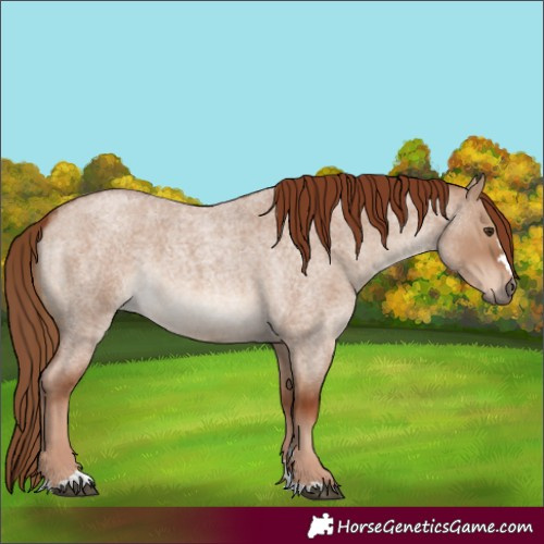 Horse Color:Red Dun Roan 