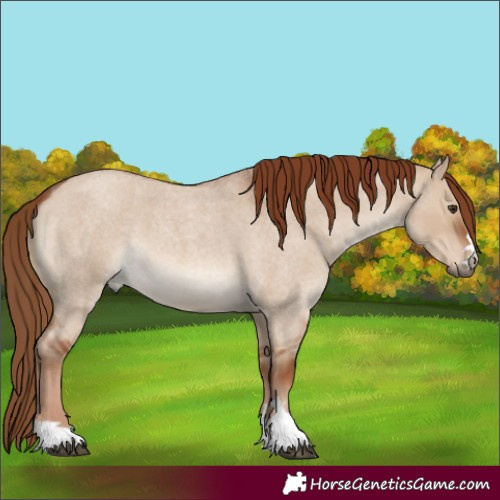 Horse Color:Red Dun Roan 