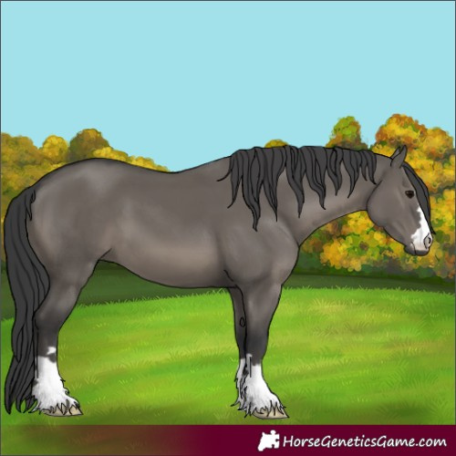 Horse Color:Grullo