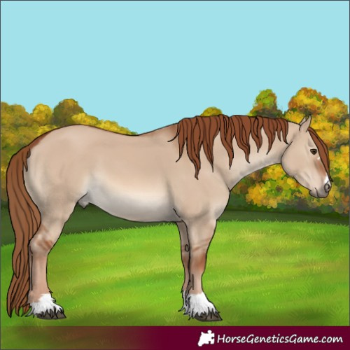 Horse Color:Red Dun