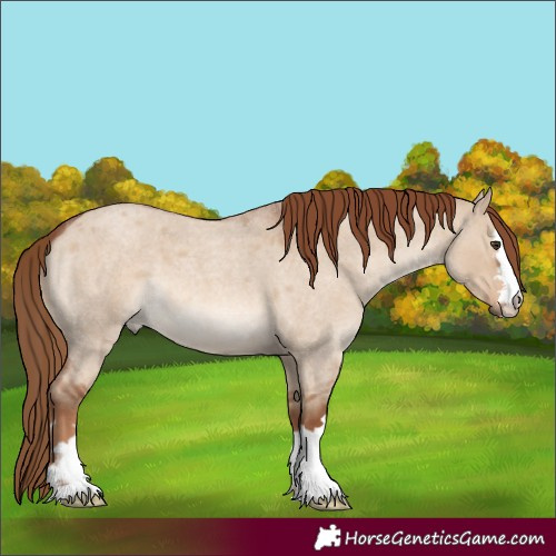 Horse Color:Red Dun Roan