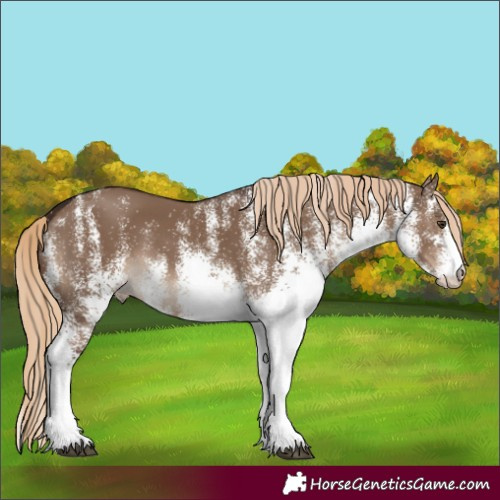 Horse Color:White Spotted Liver Red Dun