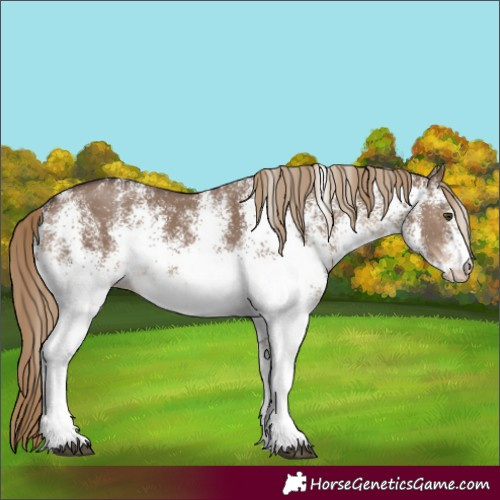 Horse Color:White Spotted Liver Red Dun