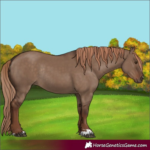 Horse Color:Liver Red Dun Rabicano