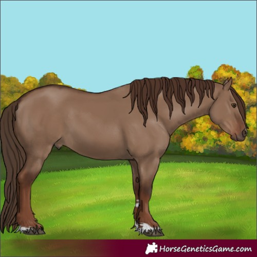 Horse Color:Liver Red Dun