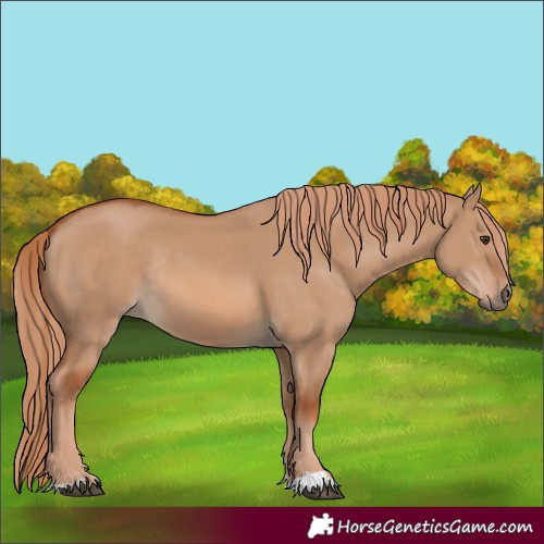 Horse Color:Red Dun Rabicano 