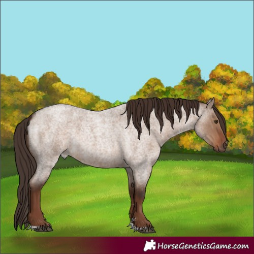 Horse Color:Liver Red Dun Roan