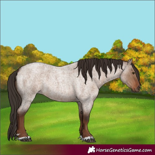 Horse Color:Liver Red Dun Roan 
