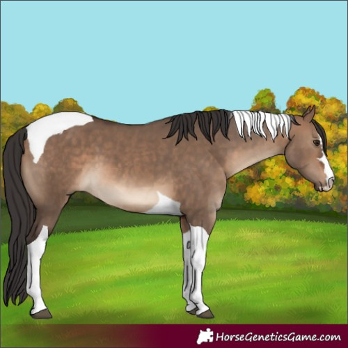 Horse Color:Brown Dun Tobiano 