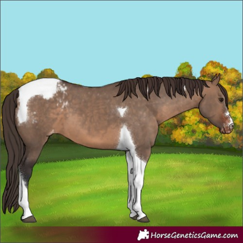 Horse Color:Brown Dun Tobiano Blanket