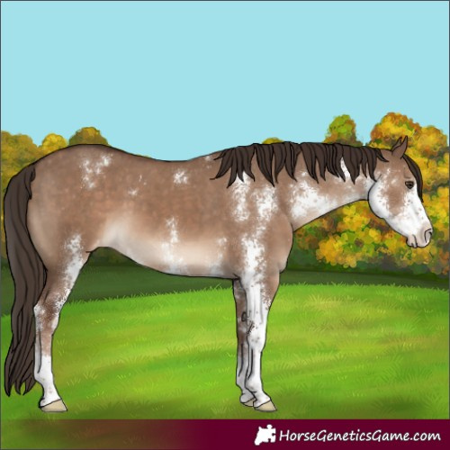 Horse Color:Liver Red Dun Sabino Varnish 