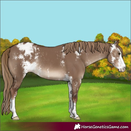 Horse Color:Liver Red Dun Sabino Varnish Rabicano 