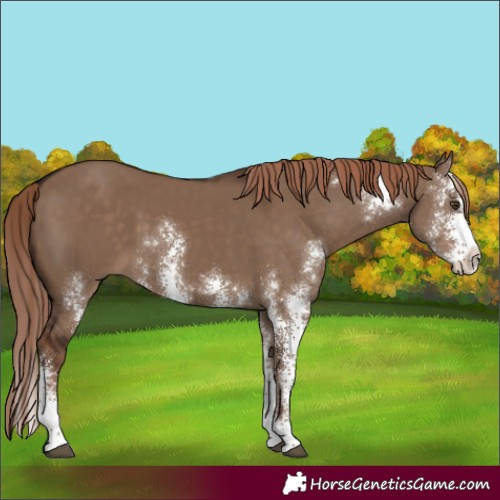 Horse Color:Liver Red Dun Sabino 