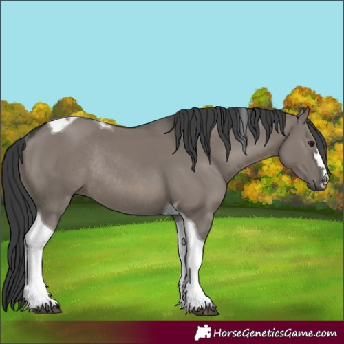 Horse Color:Grullo Tobiano Rabicano