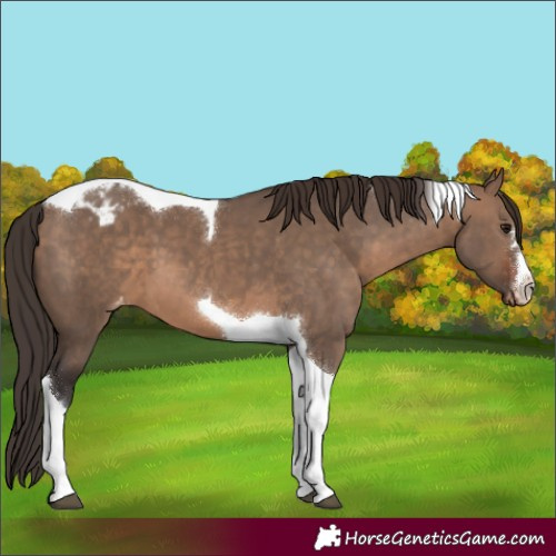 Horse Color:Brown Dun Tobiano Varnish 