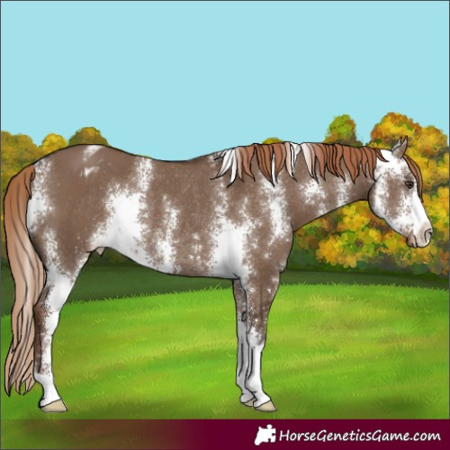 Horse Color:Liver Red Dun Sabino Blanket Rabicano