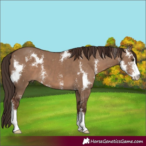 Horse Color:Liver Red Dun Sabino