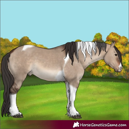 Horse Color:Brown Dun Tobiano