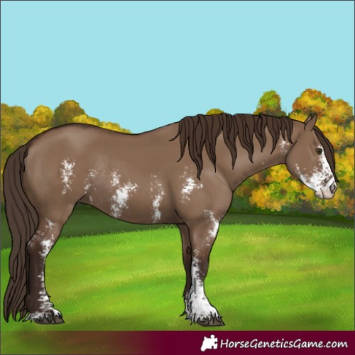Horse Color:Liver Red Dun Sabino Rabicano
