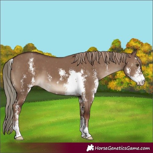 Horse Color:Liver Red Dun Sabino Varnish 