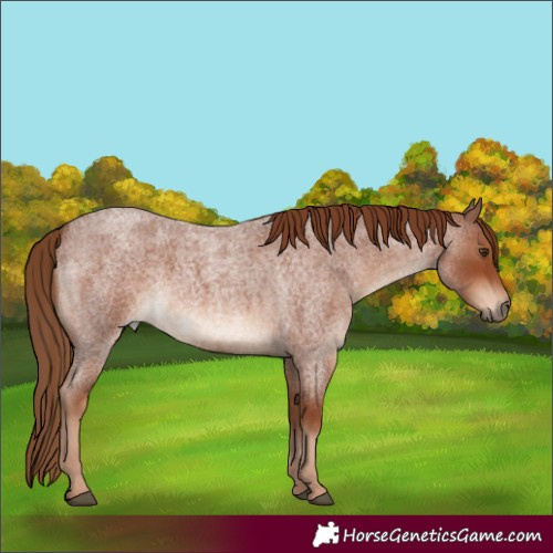 Horse Color:Red Roan