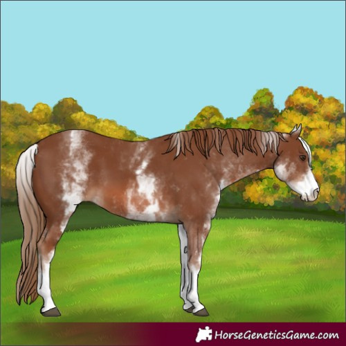 Horse Color:White Spotted Chestnut