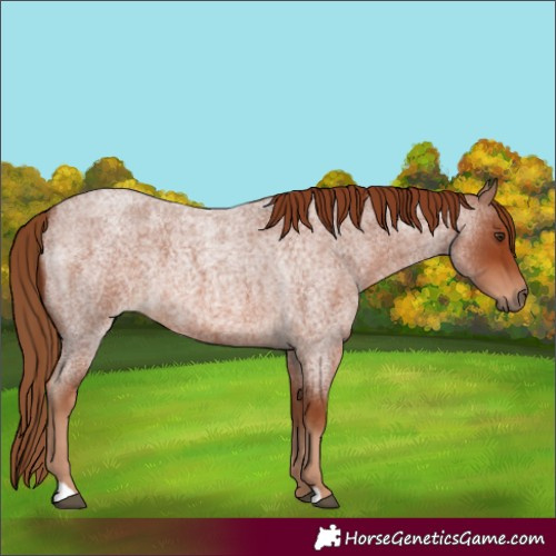Horse Color:Red Roan