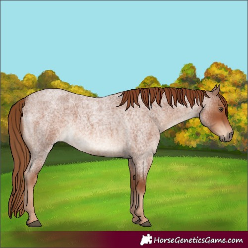 Horse Color:Red Roan