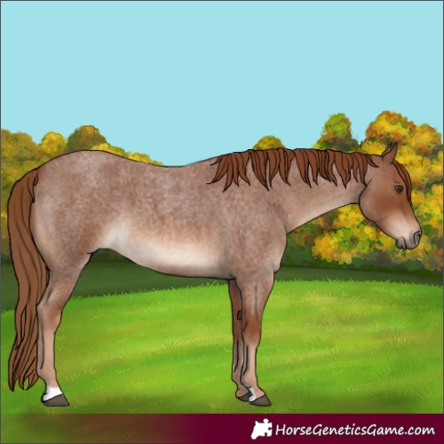 Horse Color:Red Roan 