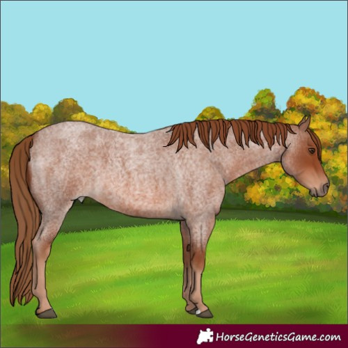 Horse Color:Red Roan 