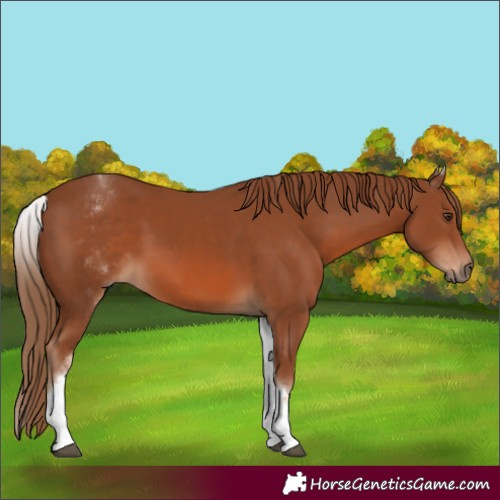 Horse Color:White Spotted Chestnut
